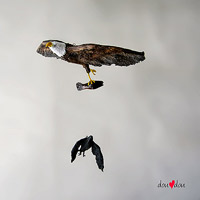 eagle and crow mobile