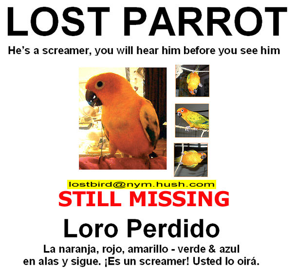 Lost parrot - sun conure - band number fx6670